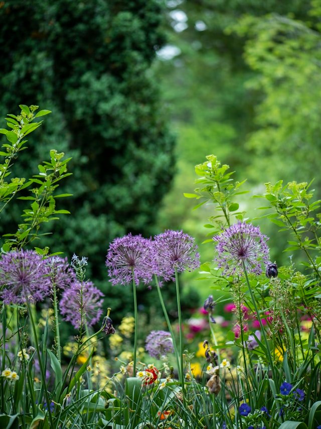 7 Tips To Create A Hedgehog-Friendly Garden