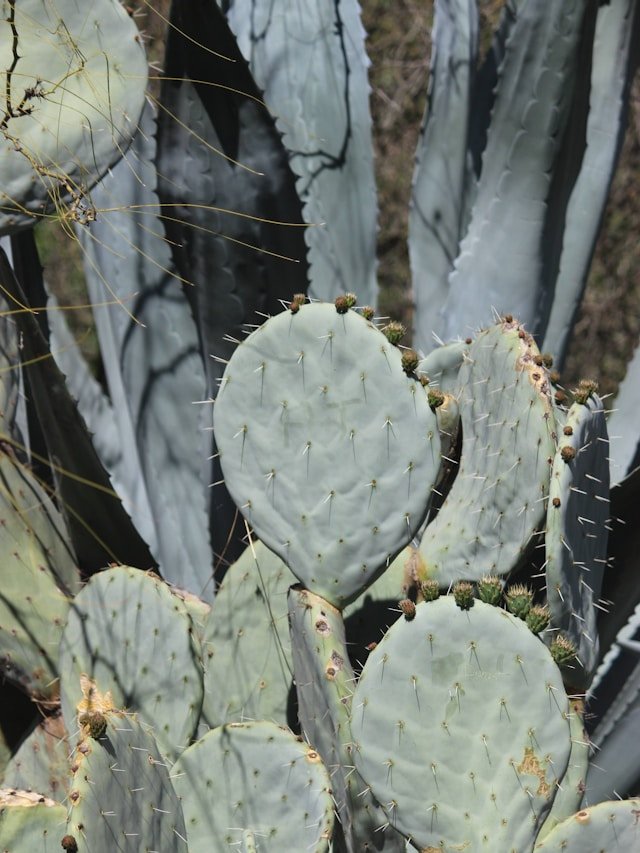 The 8 Best Heat-Tolerant Plants For South-Facing Gardens